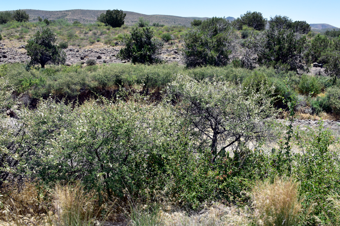 Catclaw Mimosa are small trees or more appropriately thicket-forming shrubs. Stems are reddish and contain sharp prickles which are hazardous to humans. These thickets provide excellent cover for quail and other ground nesting birds. Mimosa aculeaticarpa biuncifera 